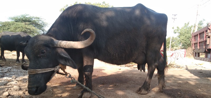 bhikhu hadiyal