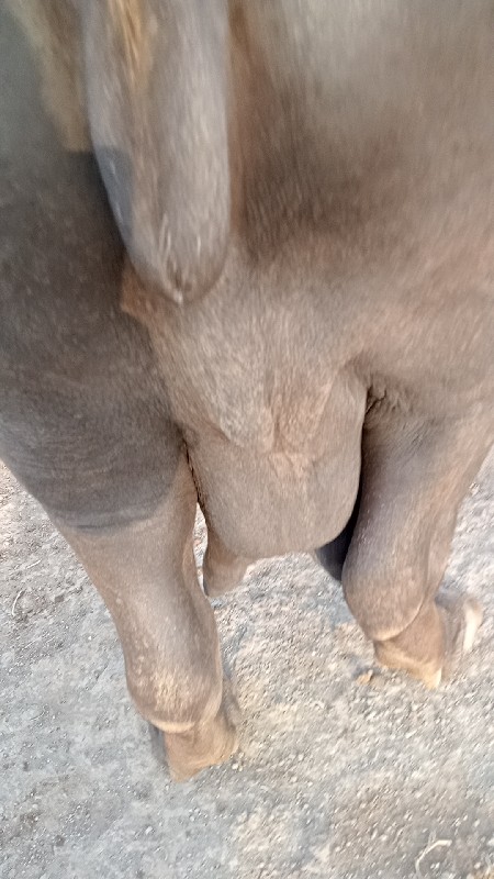 ભેંસ વેચવાની છે