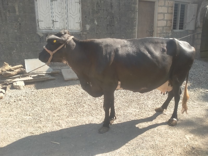 એસફ ગાય vesvani...