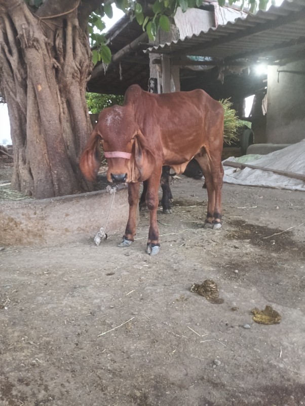 વાસડી  વેસવાની...
