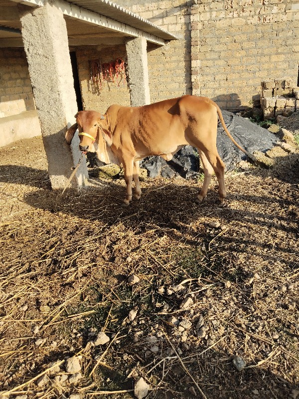 vasdi 2 વર્ષ