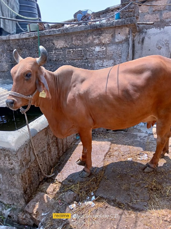 ગીર ક્રોષ
