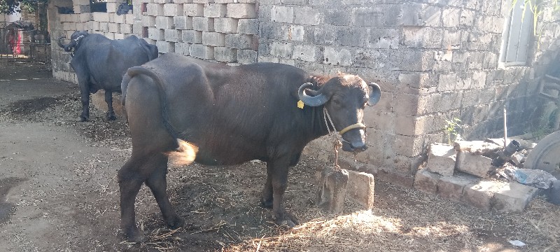 બૈ ખડૈલા વૈશવાન...