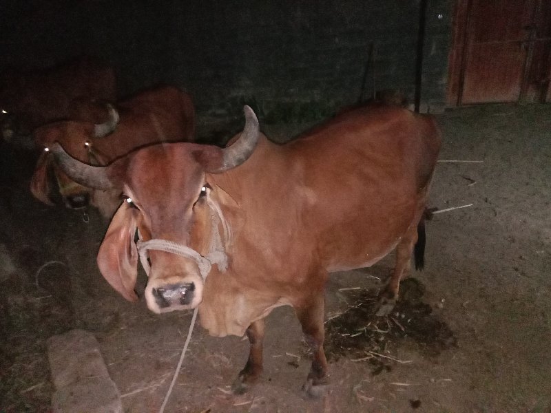 1 vetar chhe