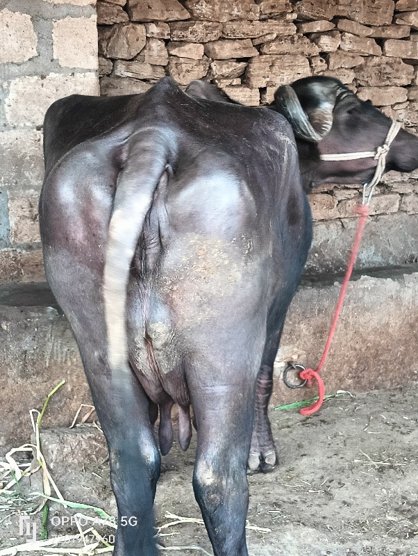 ભેંસ વેચવાની છે