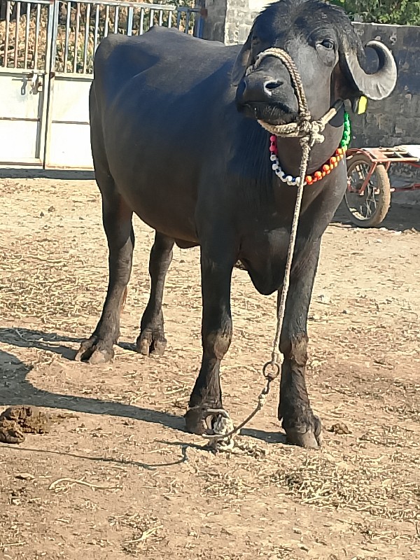 Devon Dwarka Ji...