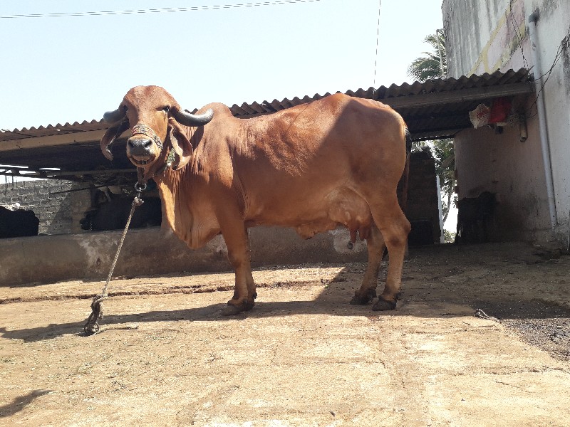 ગાય વેચવાની છે