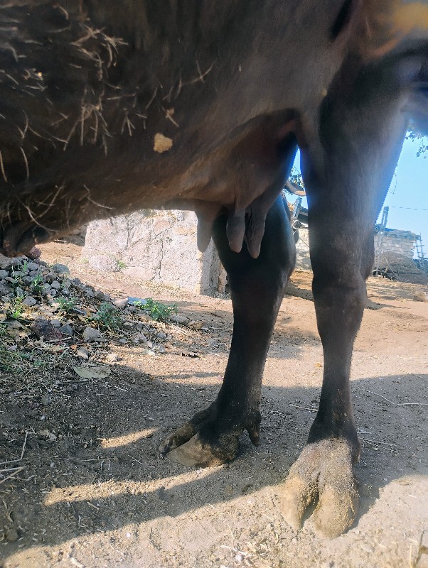 2 ભેંસ વેચવાની...