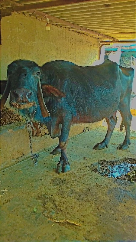 Sar Garmi Nahin...