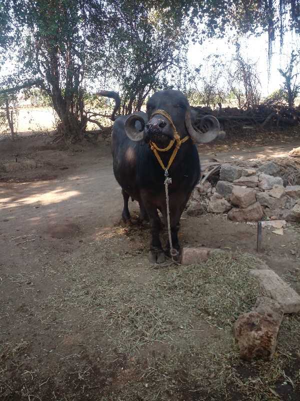 આભેસ તીજુવેતર વ...