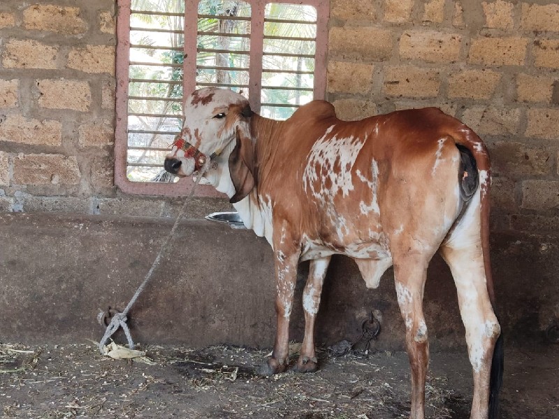 ઓરીજનલ ગીર વાચડ...