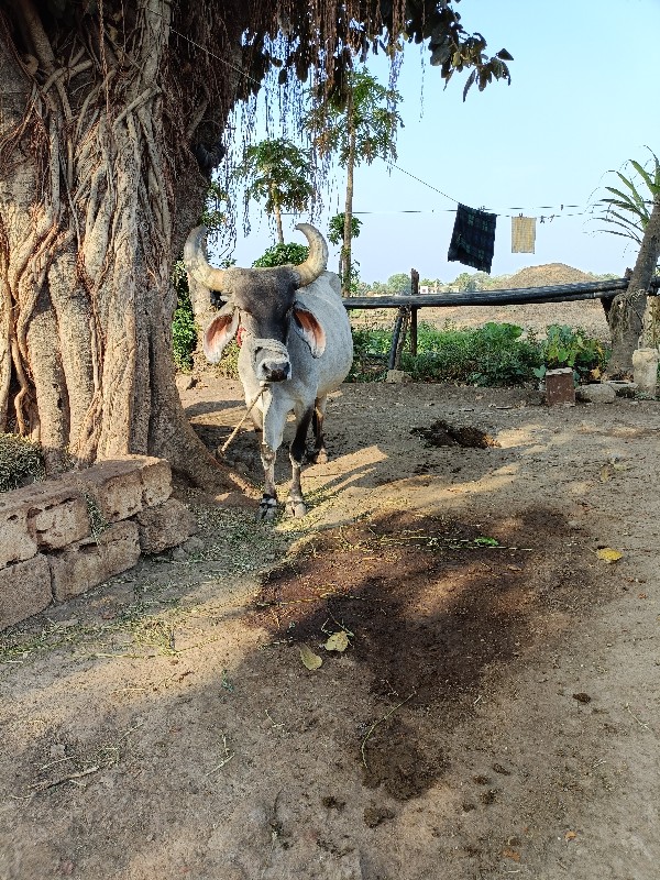 2 ગાય વેસવાનિછે