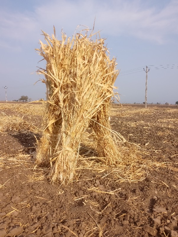 સાર વેસવાની સે