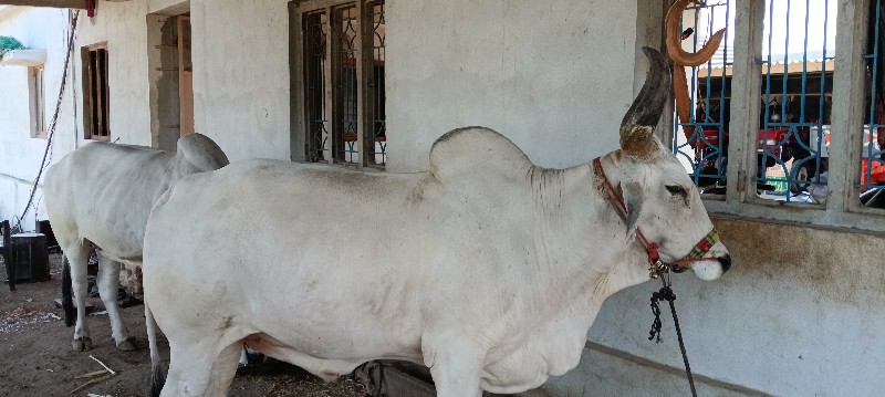 બળદ વેચવા ના છે