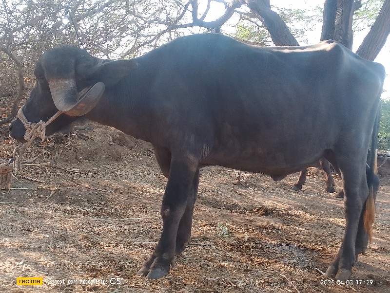 ખડેલિ  વેચવાની...