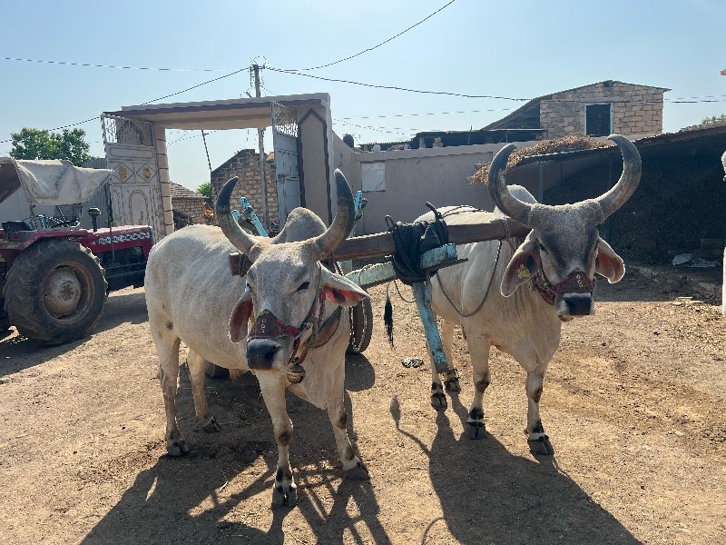 વઢિયાર બળદ