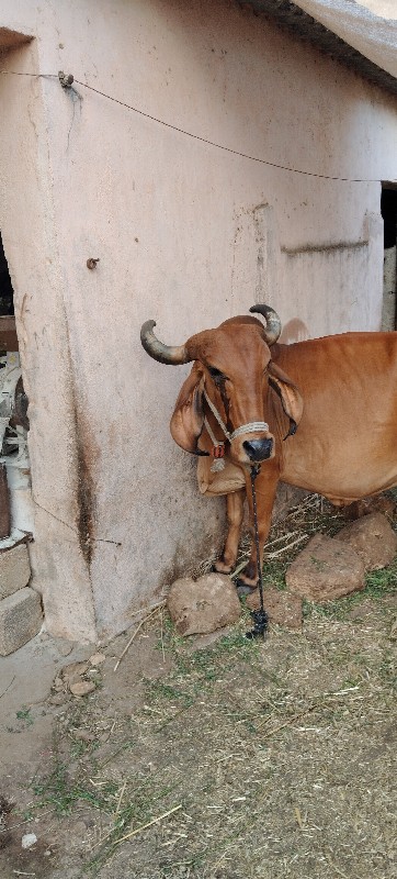 ગીર ગાય વેચવાની...