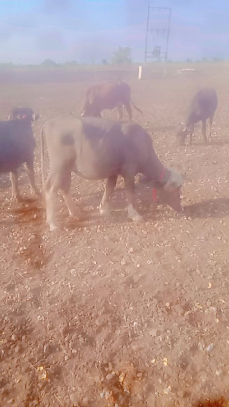 ખડેલુ વેચવાની છ...