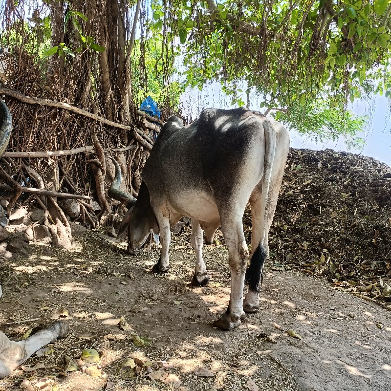 બળદ દેવેને હે