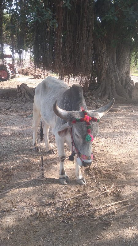 બળદ