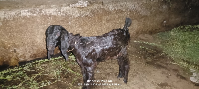 7 મહીનાની બચી વ...
