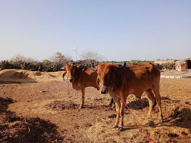 ગોધલા ને ગોધલીય...