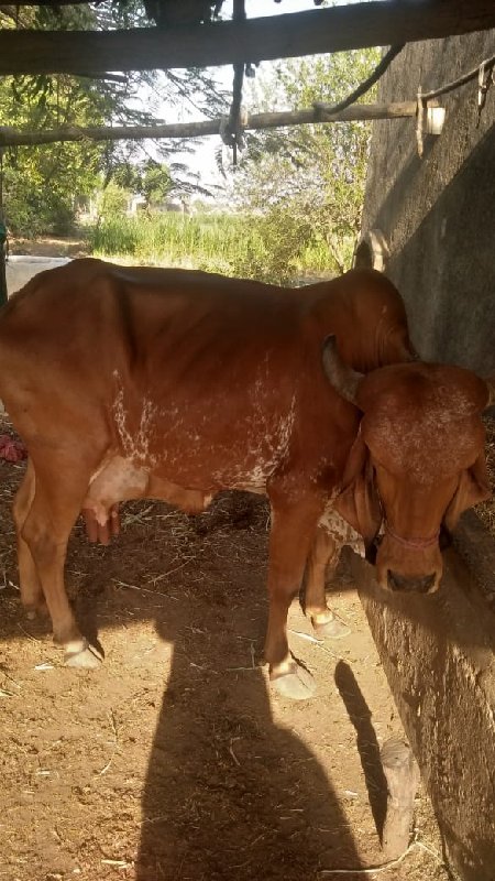 2 વેતર