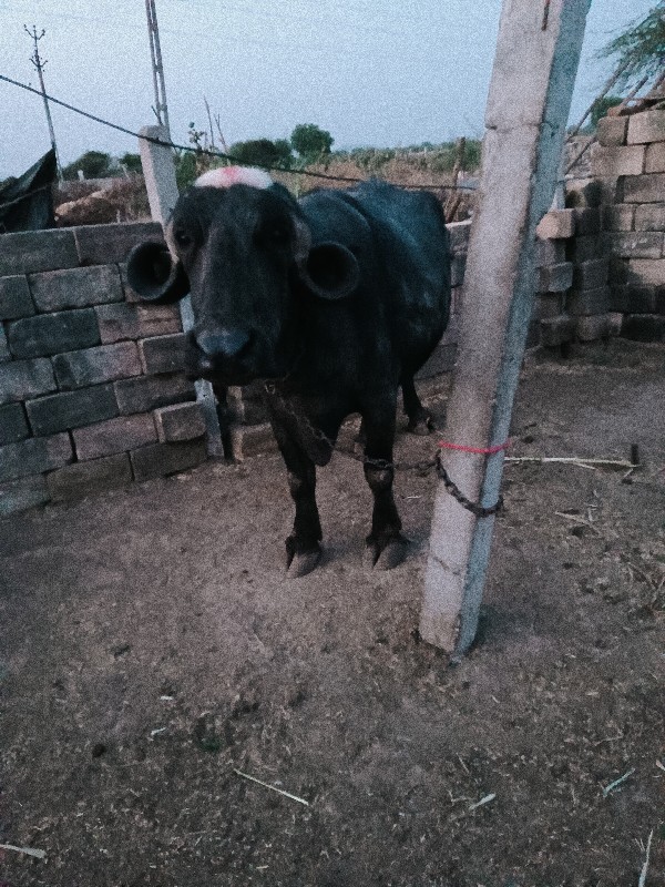 ગાભણી છે આઠ મહિ...