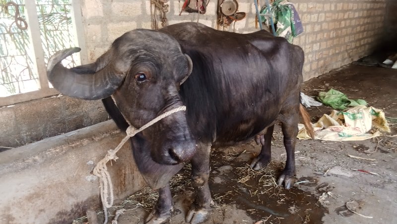 ભેંસ વેચવાની છે