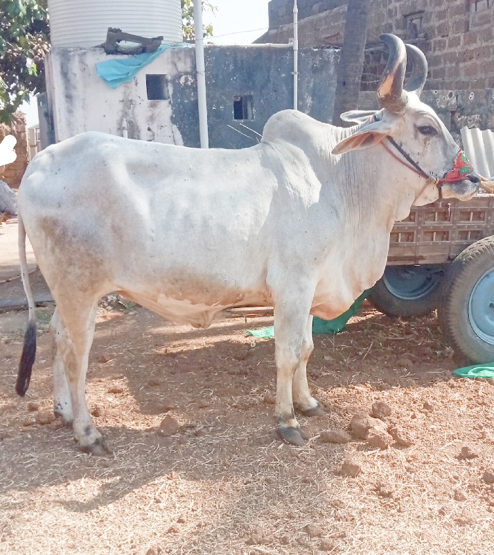 બળદ વેચવાનો છે...