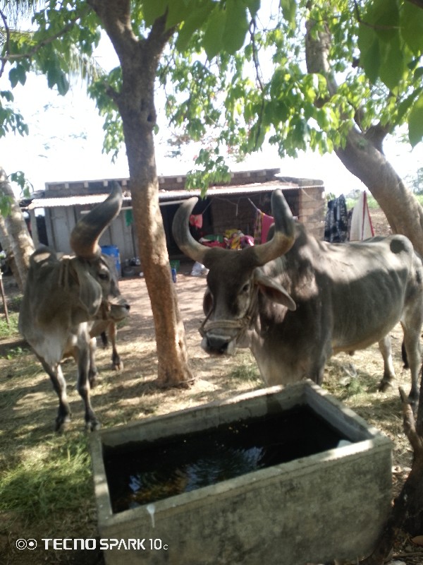 બળદ વેચવાના છે