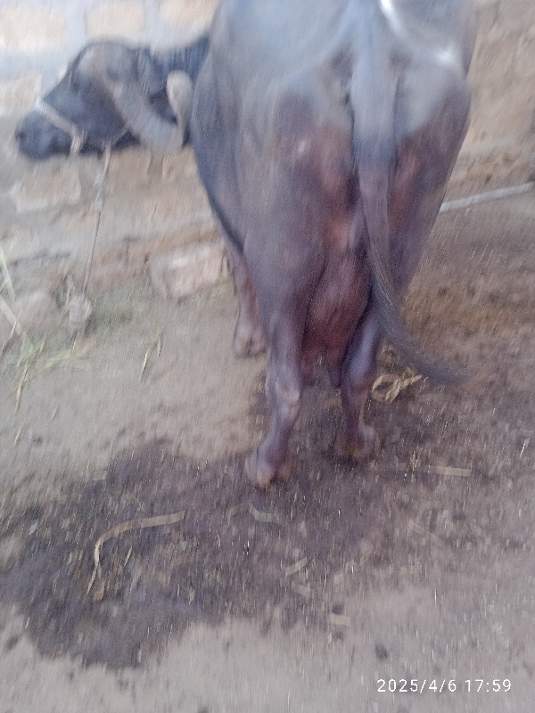 ભેસવેચવાનીસે