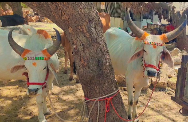 એક વાવણી હાકેલા...