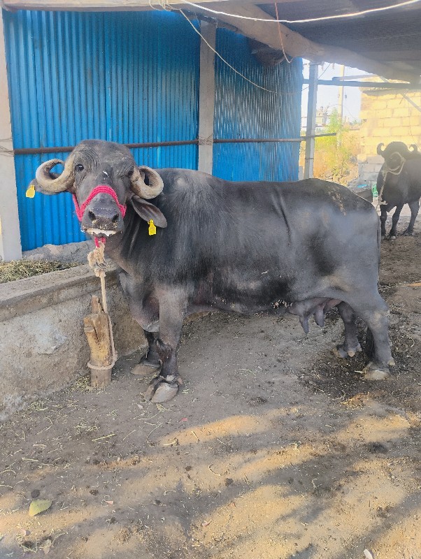 2 ભેંસ વેચવાની...