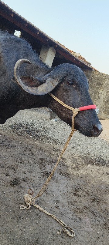 ખડેલી વેશ વાની...