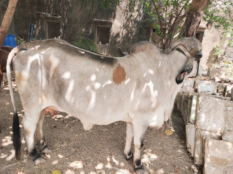 ગાય વેચવાની છે
