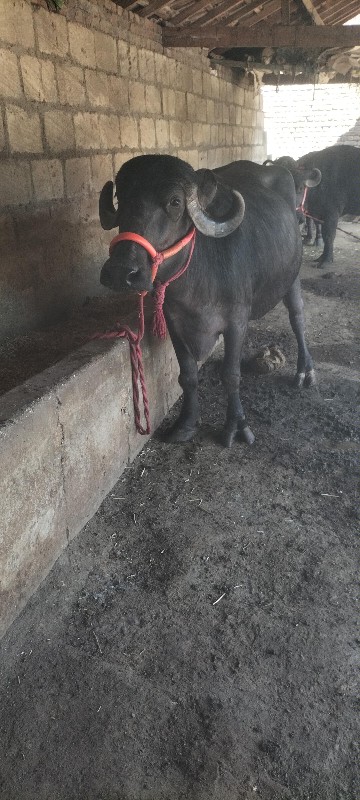 ભેસ