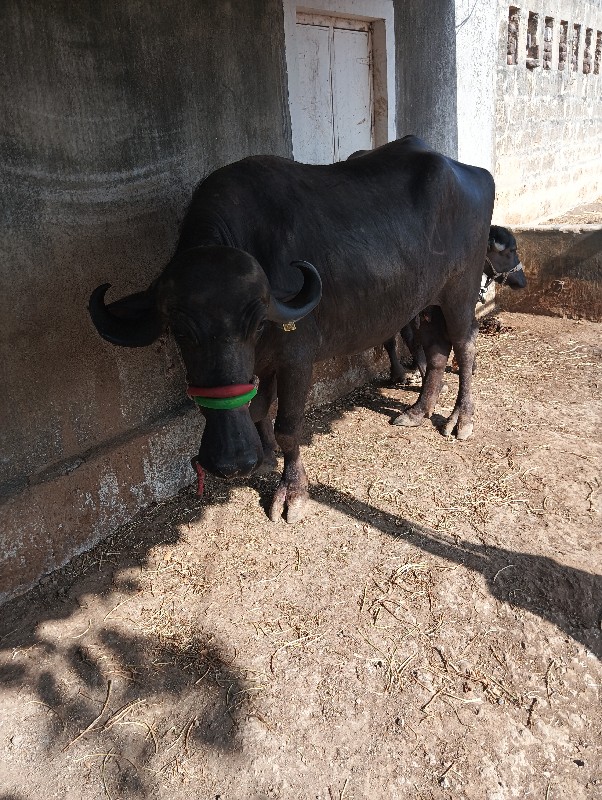 6 મહિના ગાભણ છે