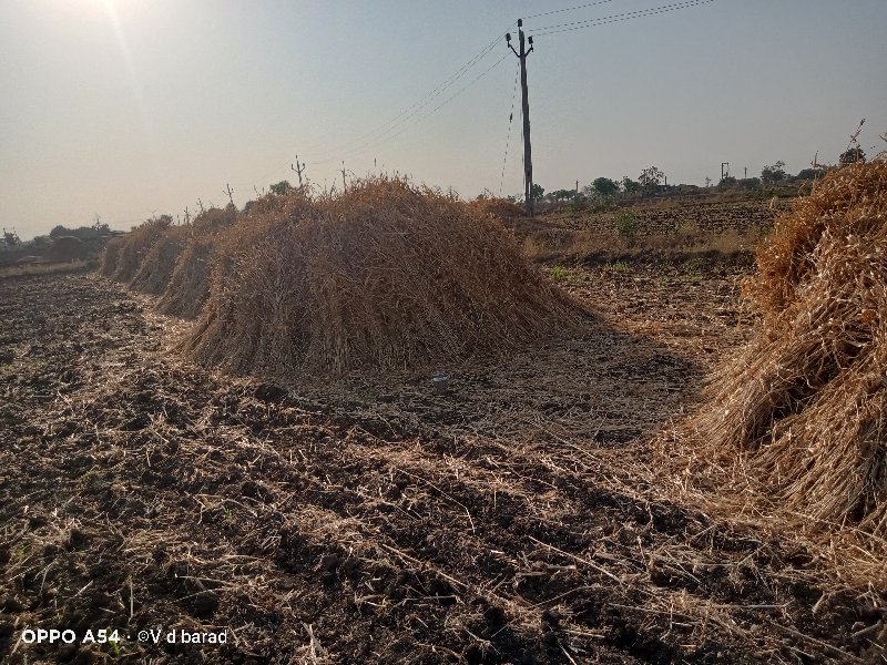 જુવાર નો ચારો વ...