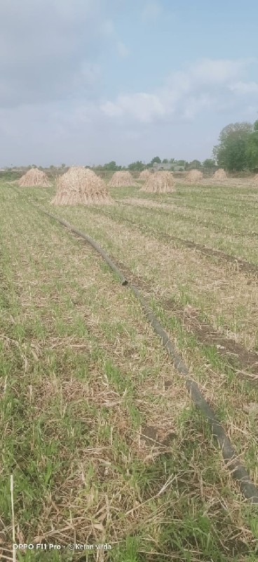 જુવાર‌ વેચવા ની...