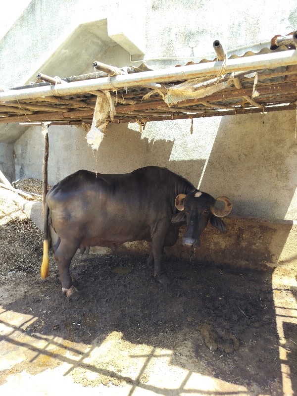 વેચવાનું છે