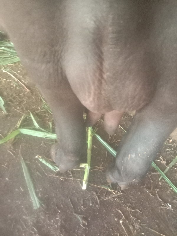 ભેંસ.