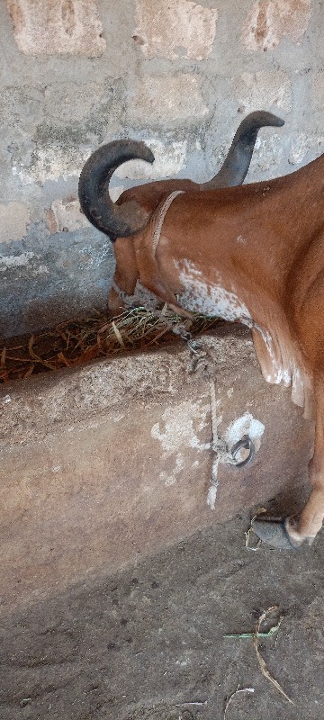 ગાય વેચવાની છે