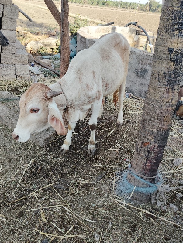 સોનકપીલા દેવાનો...
