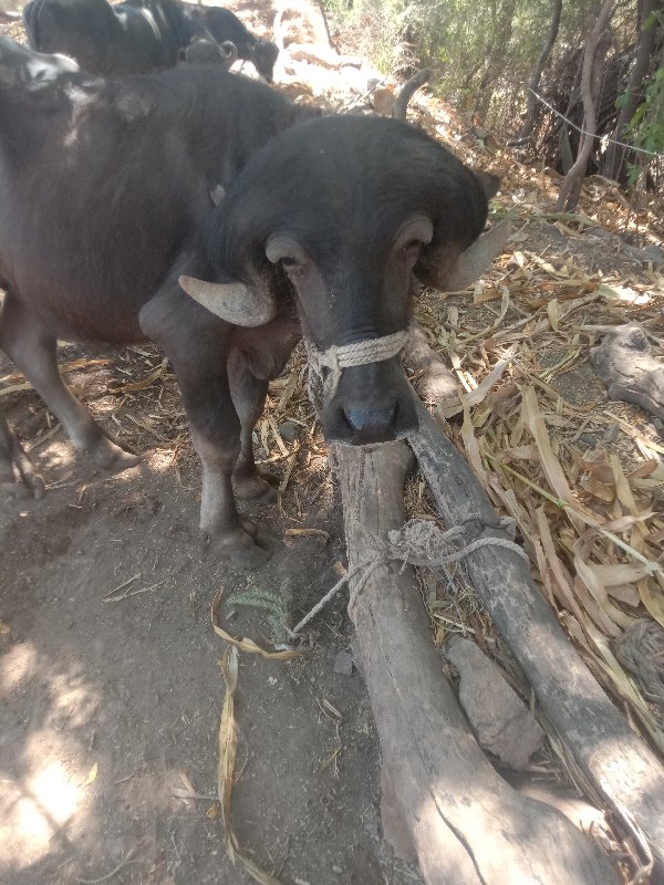 ભેંસ
