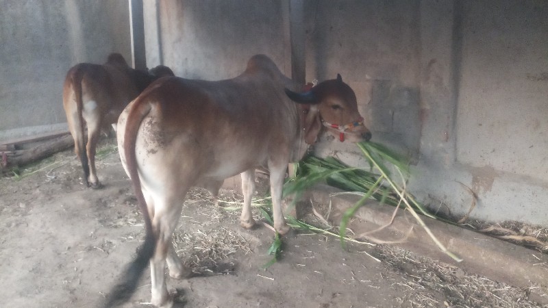 વાછડો વેચવાનો છ...