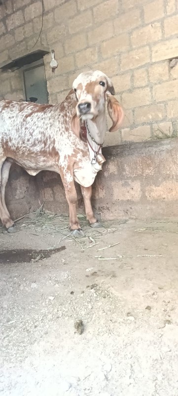 વાછડી વેચવાની છ...