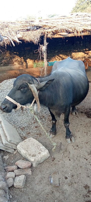 ભીલી ભેંસ