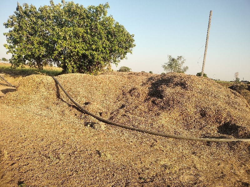 માંડવાનો ભૂકો વ...