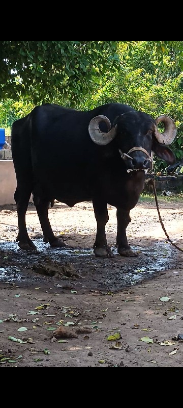 3જુ વેતર
1મીનાન...